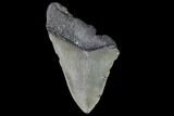 Partial, Fossil Megalodon Tooth #88999-1